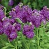 CGASPL Imported Flower Seeds Stock Hot Cake Purple Flower Seeds