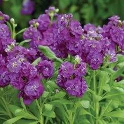 CGASPL Imported Flower Seeds Stock Hot Cake Purple Flower Seeds