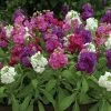 CGASPL Stock Hot Cake Formula Mix Seeds Imported Flower Seeds