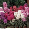 Pan American Seeds Stock Vintage Mix Flower Seeds