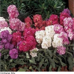 Pan American Seeds Stock Vintage Mix Flower Seeds