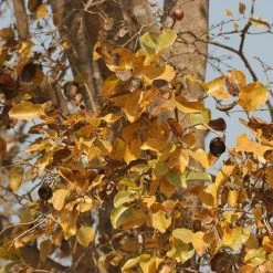 CGASPL Trees Of India Strychnos Nux-vomica Seeds - 1 Kg