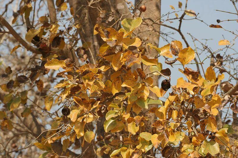 CGASPL Trees Of India Strychnos Nux-vomica Seeds - 1 Kg 3 CGASPL Trees Of India Strychnos Nux-vomica Seeds - 1 Kg