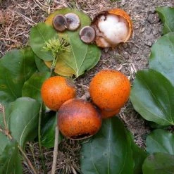 CGASPL Trees Of India Strychnos Nux-vomica Seeds - 1 Kg 7 CGASPL Trees Of India Strychnos Nux-vomica Seeds - 1 Kg