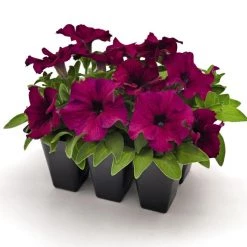 CGASPL Petunia Success 360° Burgundy Flower Seeds Imported Flower Seeds