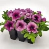 CGASPL Imported Flower Seeds Petunia Success 360° Burgundy Vein Flower Seeds