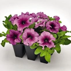 CGASPL Imported Flower Seeds Petunia Success 360° Burgundy Vein Flower Seeds
