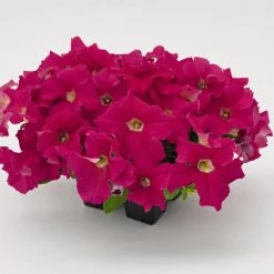 CGASPL Petunia Success 360° Deep Pink Flower Seeds Imported Flower Seeds