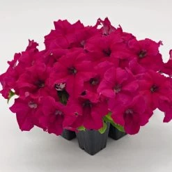 CGASPL Imported Flower Seeds Petunia Success 360° Deep Rose Flower Seeds