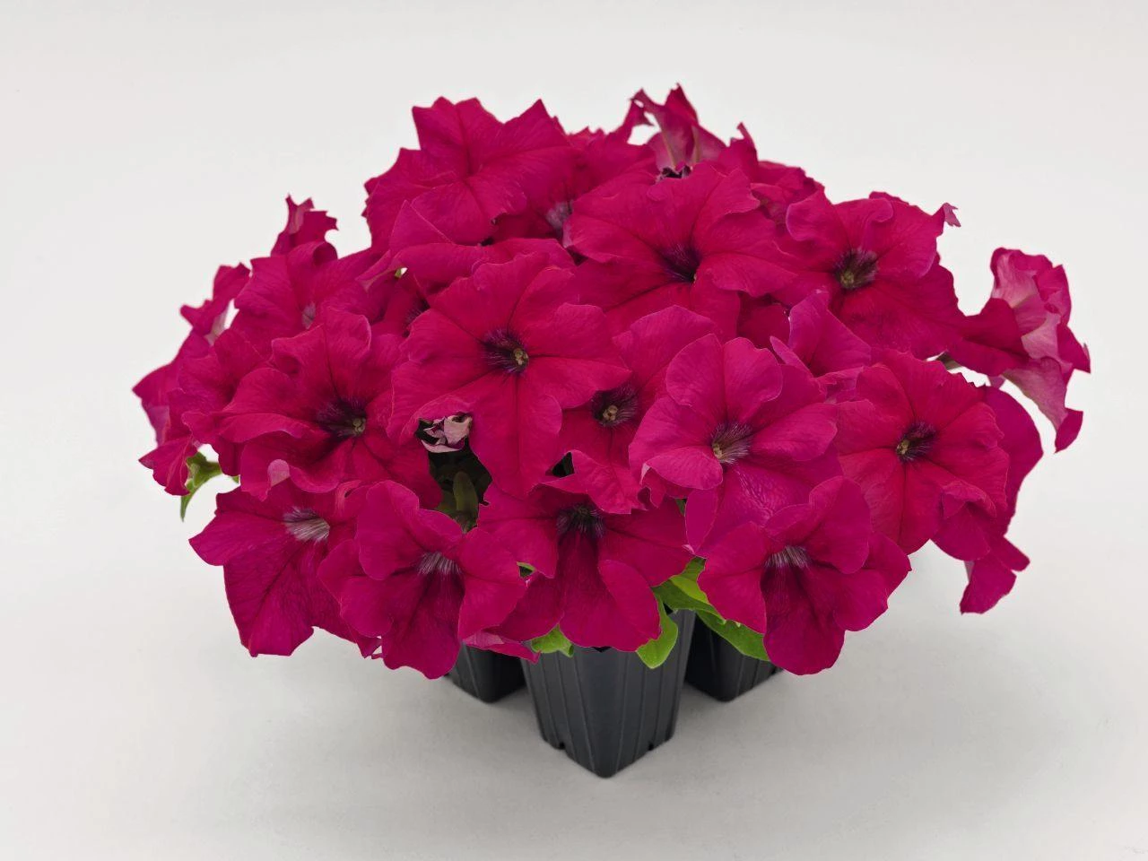 CGASPL Imported Flower Seeds Petunia Success 360° Deep Rose Flower Seeds 3 CGASPL Imported Flower Seeds Petunia Success 360° Deep Rose Flower Seeds