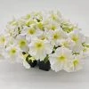 CGASPL Imported Flower Seeds Petunia Success 360° Light Yellow Flower Seeds