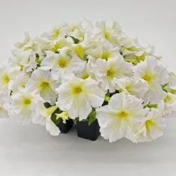 CGASPL Imported Flower Seeds Petunia Success 360° Light Yellow Flower Seeds