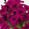 CGASPL Petunia Success 360° Purple Flower Seeds