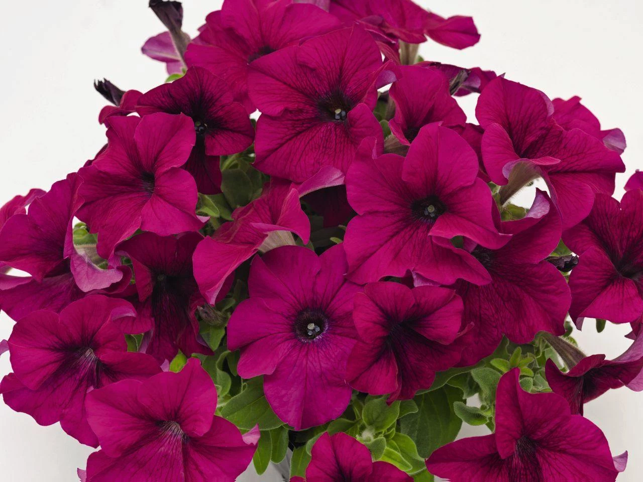CGASPL Petunia Success 360° Purple Flower Seeds 3 CGASPL Petunia Success 360° Purple Flower Seeds
