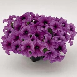 CGASPL Petunia Success 360° Purple Vein Flower Seeds