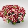 CGASPL Imported Flower Seeds Petunia Success 360° Red Star Flower Seeds 1 CGASPL Imported Flower Seeds Petunia Success 360° Red Star Flower Seeds