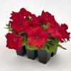 CGASPL Imported Flower Seeds Petunia Success 360° Red Flower Seeds