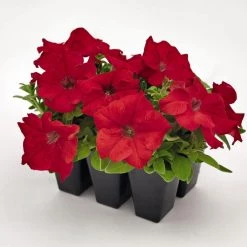 CGASPL Imported Flower Seeds Petunia Success 360° Red Flower Seeds