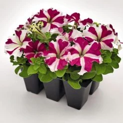 CGASPL Imported Flower Seeds Petunia Success 360° Rose Star Flower Seeds