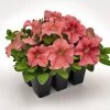 CGASPL Imported Flower Seeds Petunia Success 360° Salmon Vein Flower Seeds