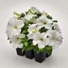CGASPL Imported Flower Seeds Petunia Success 360° White Flower Seeds 1 CGASPL Imported Flower Seeds Petunia Success 360° White Flower Seeds