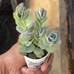 CGASPL Plants Kalanchoe Marnieriana Small Succulent Plant 7 CGASPL Plants Kalanchoe Marnieriana Small Succulent Plant