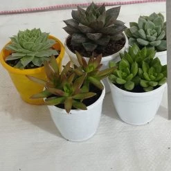 CGASPL Exotic Succulents Plants, Qty: 5 Live Succulent (Any 5 Succulent)