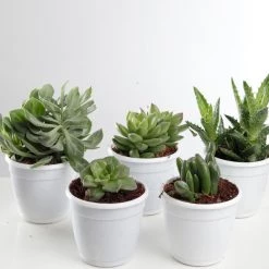 CGASPL CAPPL Exotic Succulents Plants, Qty: 5 Live Succulent (any 5 Small Succulent )