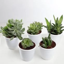 CGASPL CAPPL Exotic Succulents Plants, Qty: 5 Live Succulent (any 5 Small Succulent )