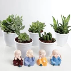 CGASPL CAPPL Exotic Succulents Plants, Qty: 5 Live Succulent (any 5 Small Succulent )