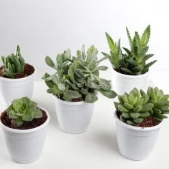 CGASPL CAPPL Exotic Succulents Plants, Qty: 5 Live Succulent (any 5 Small Succulent )