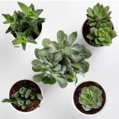CGASPL CAPPL Exotic Succulents Plants, Qty: 5 Live Succulent (any 5 Small Succulent )