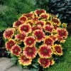 CGASPL Imported Flower Seeds Gaillardia Arizona Sun Flower Seeds