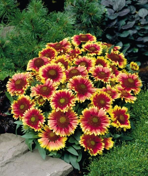 CGASPL Imported Flower Seeds Gaillardia Arizona Sun Flower Seeds 3 CGASPL Imported Flower Seeds Gaillardia Arizona Sun Flower Seeds