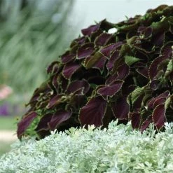CGASPL Coleus Premium Sun Chocolate Mint Seeds