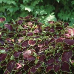 CGASPL Coleus Premium Sun Chocolate Mint Seeds