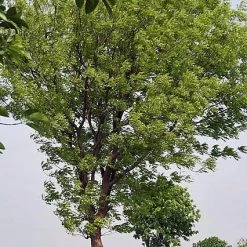 CGASPL Swietenia Mahagony (Qg) Seeds-1 Kg Trees Of India