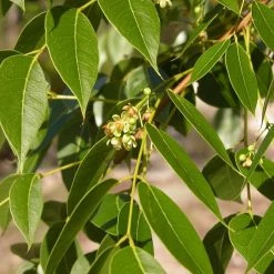 CGASPL Swietenia Mahagony (Qg) Seeds-1 Kg Trees Of India 5 CGASPL Swietenia Mahagony (Qg) Seeds-1 Kg Trees Of India
