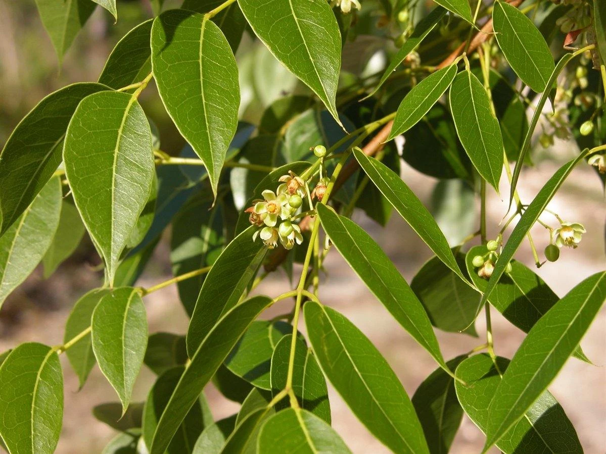 CGASPL Swietenia Mahagony (Qg) Seeds-1 Kg Trees Of India 4 CGASPL Swietenia Mahagony (Qg) Seeds-1 Kg Trees Of India