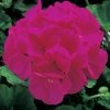 CGASPL Imported Flower Seeds Geranium Maverick Violet Flower Seeds