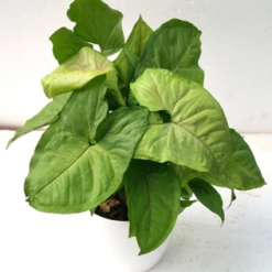 CGASPL Plants Top 3 Air Purifier Table Top / Office Desk Plant Amazing Pack 7 CGASPL Plants Top 3 Air Purifier Table Top / Office Desk Plant Amazing Pack