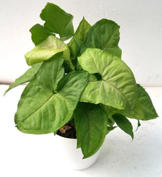 CGASPL Plants Top 3 Air Purifier Table Top / Office Desk Plant Amazing Pack 5 CGASPL Plants Top 3 Air Purifier Table Top / Office Desk Plant Amazing Pack