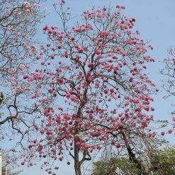 CGASPL Tabebuia Rosea Seeds-1 Kg 5 CGASPL Tabebuia Rosea Seeds-1 Kg