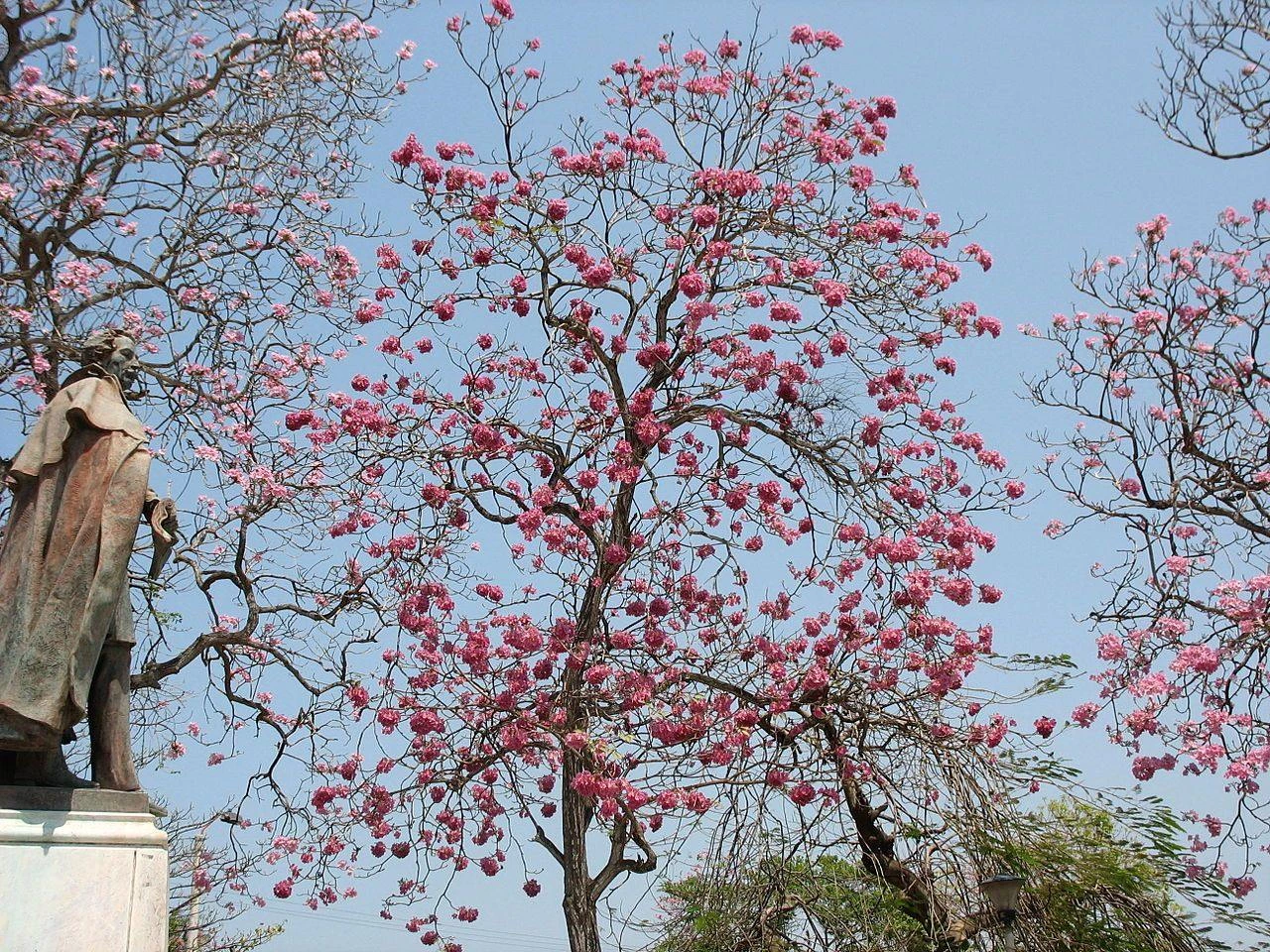CGASPL Tabebuia Rosea Seeds-1 Kg 4 CGASPL Tabebuia Rosea Seeds-1 Kg