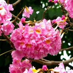 CGASPL Tabebuia Rosea Seeds-1 Kg