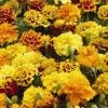 CGASPL Marigold French Little Hero Mix Flower Seeds