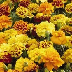 CGASPL Marigold French Little Hero Mix Flower Seeds