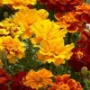 Benary Marigold French Safari Mix Flower Seeds 2 Benary Marigold French Safari Mix Flower Seeds
