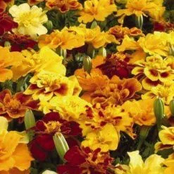 Benary Marigold French Safari Mix Flower Seeds
