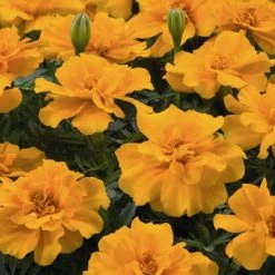 Benary Marigold French Safari Orange Flower Seeds